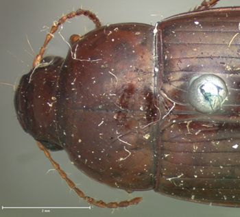 Media type: image;   Entomology 668 Aspect: pronotum dorsal